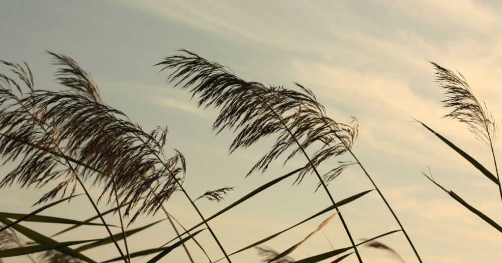 Amanhã é o nome que ela dá para si&nbsp;mesma