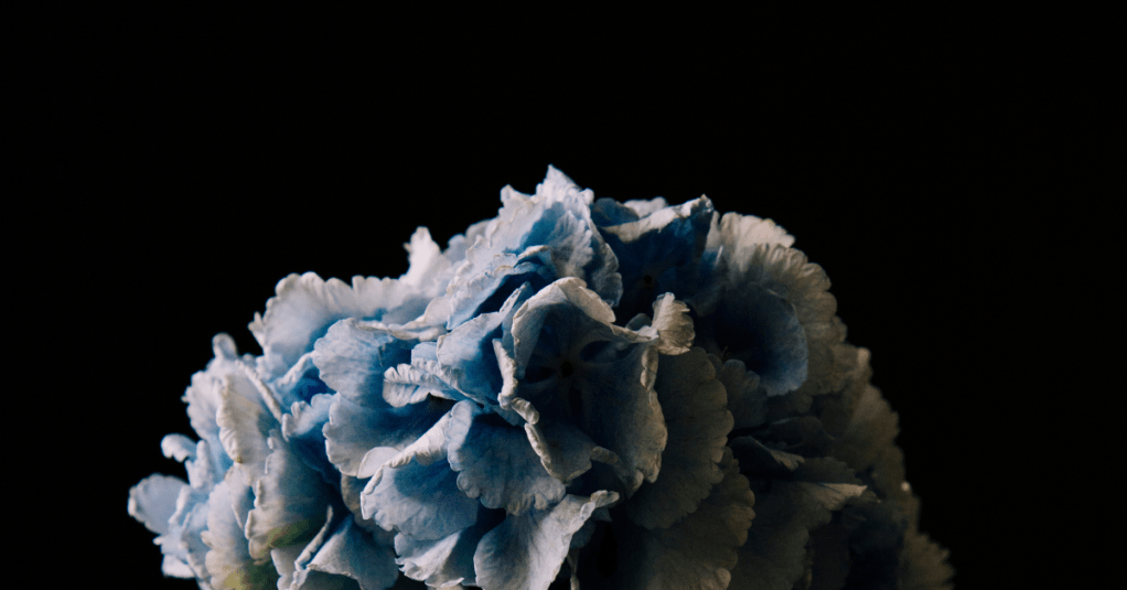 Talvez eu seja mais parecida com a&nbsp;Hortênsia