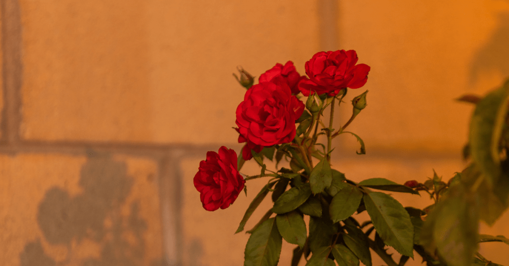 A primavera nunca arromba a&nbsp;porta