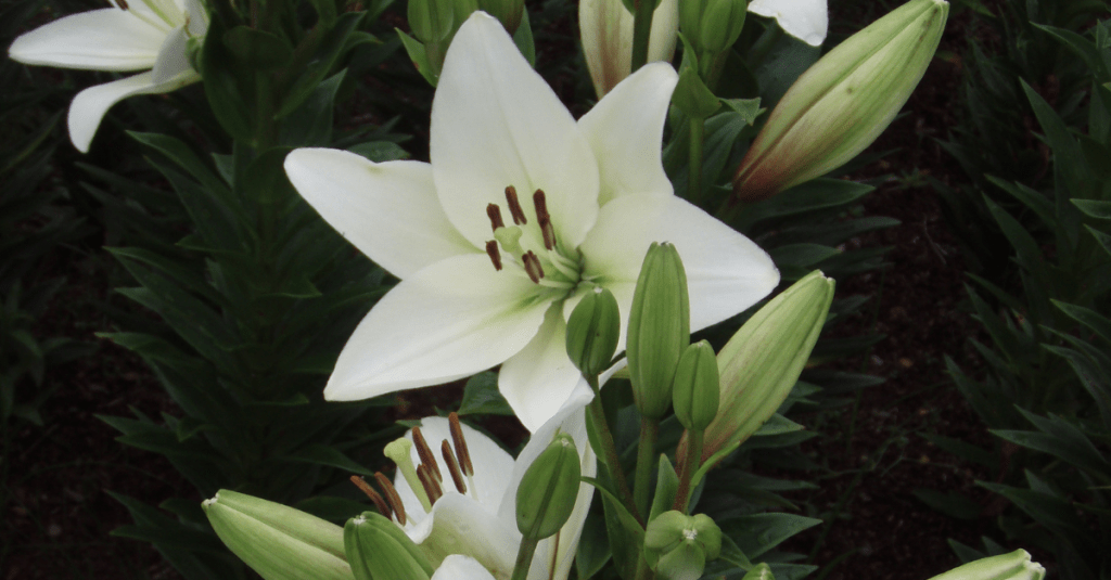 A Teologia dos&nbsp;Observadores